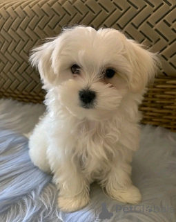 Photo №3. Maltese puppy to give away. Swaziland