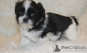 Photo №1. shih tzu - for sale in the city of Bonn | Is free | Announcement № 95095