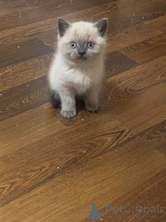 Photo №4. I will sell british longhair in the city of Braunschweig. private announcement - price - 392$