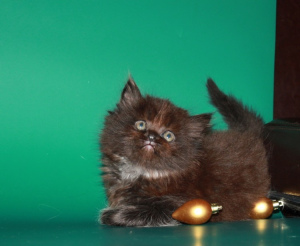 Photo №1. minuet cat longhair - for sale in the city of Varna | 828$ | Announcement № 701
