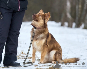 Photo №4. I will sell  in the city of Москва. private announcement - price - Is free