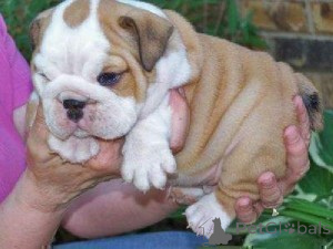 Photo №1. english bulldog - for sale in the city of Kaunas | negotiated | Announcement № 175926