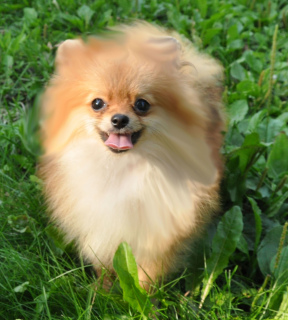 Photo №1. pomeranian - for sale in the city of St. Petersburg | Is free | Announcement № 3046