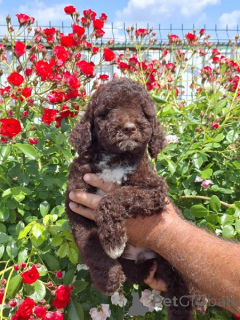 Photo №4. I will sell lagotto romagnolo in the city of New Garden. breeder - price - negotiated
