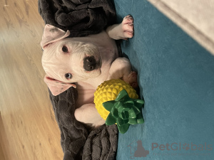 Photo №3. American Staffordshire terrier. Hungary