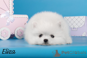 Photo №4. I will sell german spitz, pomeranian in the city of Москва. breeder - price - negotiated