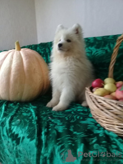 Photo №1. samoyed dog - for sale in the city of Chelyabinsk | 445$ | Announcement № 7790