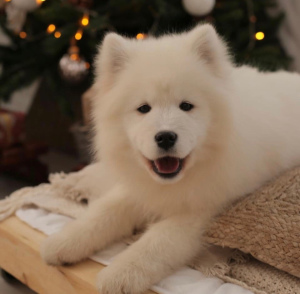 Photo №1. samoyed dog - for sale in the city of Moscow | Negotiated | Announcement № 1087