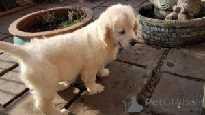Photo №1. golden retriever - for sale in the city of Jeddah | negotiated | Announcement № 20949