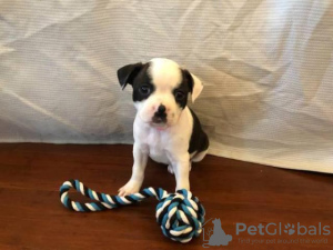 Photo №1. boston terrier - for sale in the city of Fagervik | Is free | Announcement № 129101