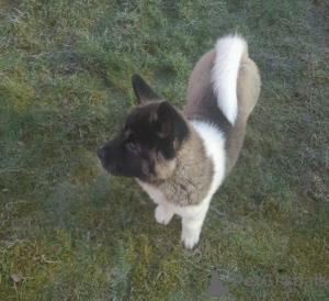 Photo №1. american akita - for sale in the city of Wiesbaden | Is free | Announcement № 130065