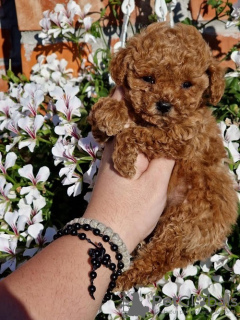 Photo №2 to announcement № 120644 for the sale of poodle (toy) - buy in Serbia breeder