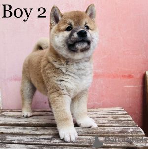 Photo №4. I will sell shiba inu in the city of Budapest. private announcement - price - negotiated