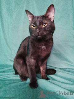 Photo №2 to announcement № 161656 for the sale of  - buy in Russian Federation 