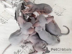 Photo №2 to announcement № 24620 for the sale of sphynx-katze - buy in Latvia private announcement