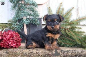 Photo №1. yorkshire terrier - for sale in the city of Sonneberg | 390$ | Announcement № 63737