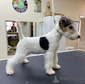 Photo №2 to announcement № 152370 for the sale of non-pedigree dogs - buy in United States breeder