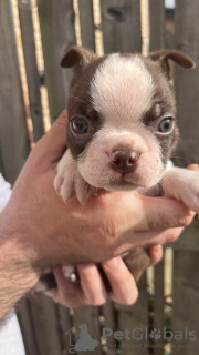 Additional photos: We have 5 beautiful bostons puppies for sale,