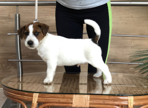 Additional photos: Jack Russell Terrier