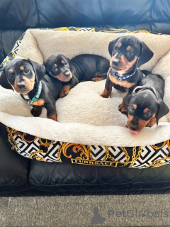 Photo №3. Dachshund Puppies. Czech Republic