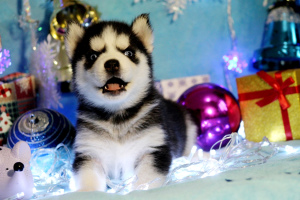 Photo №4. I will sell siberian husky in the city of . breeder - price - Negotiated