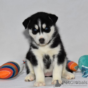 Photo №4. I will sell siberian husky in the city of Даллас. private announcement - price - 500$