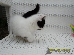 Photo №2 to announcement № 23941 for the sale of munchkin - buy in Russian Federation breeder