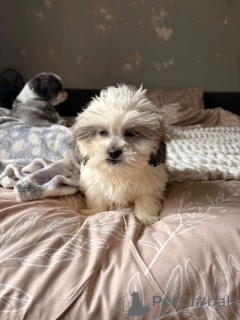Photo №2 to announcement № 175101 for the sale of shih tzu - buy in Germany 
