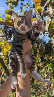 Additional photos: Kitten Kiselechek is looking for a loving family.