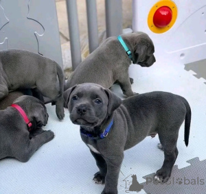 Photo №2 to announcement № 156760 for the sale of cane corso - buy in Germany 