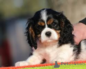 Photo №3. Myytävät cavalierkingcharlesinspanielin pentuja. Finland