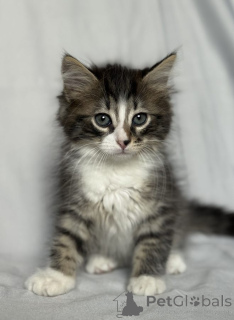 Photo №1.  - for sale in the city of Москва | Is free | Announcement № 142152