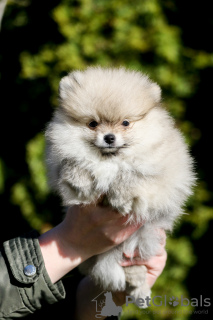 Photo №4. I will sell pomeranian in the city of Riga. breeder - price - 740$