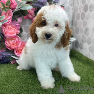 Photo №4. I will sell poodle (toy) in the city of Munich. private announcement - price - 723$