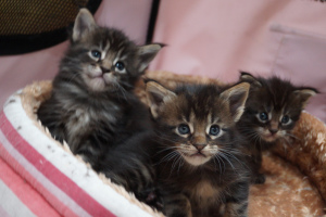 Photo №4. I will sell maine coon in the city of Архангельское. from nursery - price - Negotiated