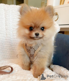 Photo №3. Beatiful Male and Female Pomeranian Puppies For Sale Whattsapp 1978-414-5011. Israel