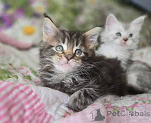 Photo №1. maine coon - for sale in the city of Porvoo | 329$ | Announcement № 140893