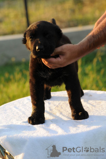 Photo №1. central asian shepherd dog - for sale in the city of Šabac | negotiated | Announcement № 58623