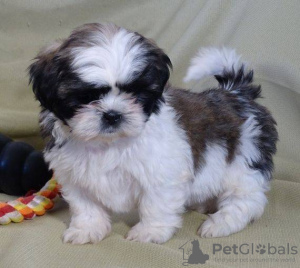 Photo №1. shih tzu - for sale in the city of Vienna | negotiated | Announcement № 31984