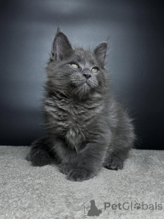 Photo №3. Meet Leo our majestic little lion with a heart full of love. Strong, loyal, and. Germany