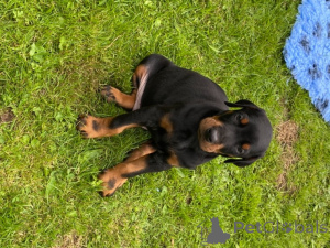 Photo №4. I will sell dobermann in the city of Los Angeles. private announcement, breeder - price - 753$