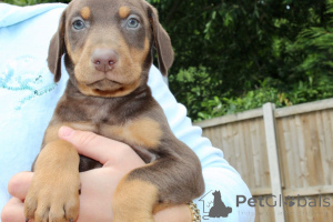 Photo №1. dobermann - for sale in the city of Fruashapel | 516$ | Announcement № 159428