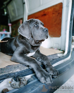 Photo №1. cane corso - for sale in the city of Oslo | 634$ | Announcement № 80678