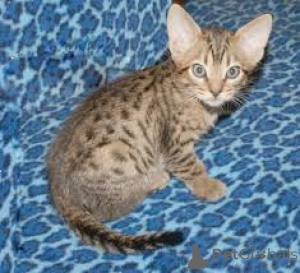 Photo №3. Chatons Ocicat disponibles à la vente.. Belgium