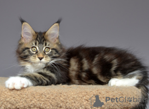 Photo №4. I will sell maine coon in the city of Kazan. from nursery - price - negotiated