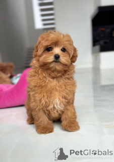 Photo №3. Female Maltese. Ukraine