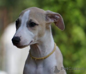Photo №4. I will sell whippet in the city of Aleksandria. breeder - price - 1585$