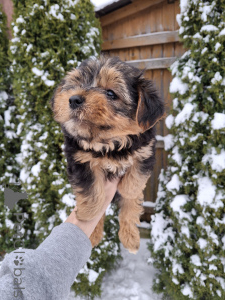 Photo №4. I will sell beaver yorkshire terrier, yorkshire terrier in the city of Tallinn. private announcement, from nursery, breeder - price - 671$