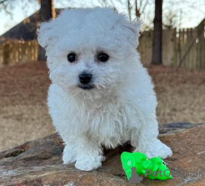 Photo №1. bichon frise - for sale in the city of Афины | 264$ | Announcement № 98638