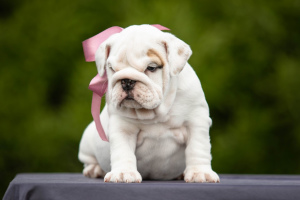 Photo №2 to announcement № 2341 for the sale of english bulldog - buy in Belarus from nursery, breeder